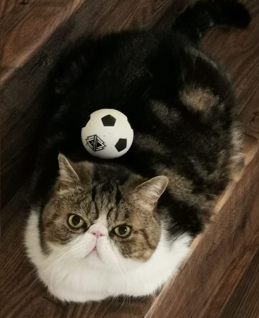 A picture of a cat with a squished face who has a small soccer ball on his head (Lucas did not want a photo of him).
